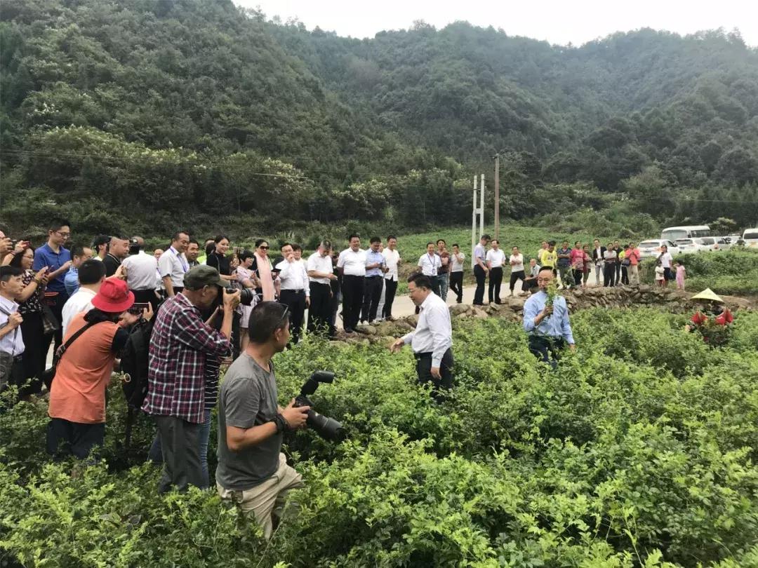 张家界莓茶将亮相茶博会,张家界莓茶文化节新闻发布会