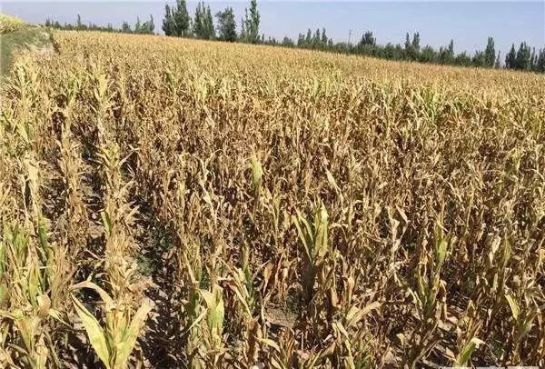 千亩小麦减产怀疑肥料不合格,玉米收成差农民怀疑种子有问题