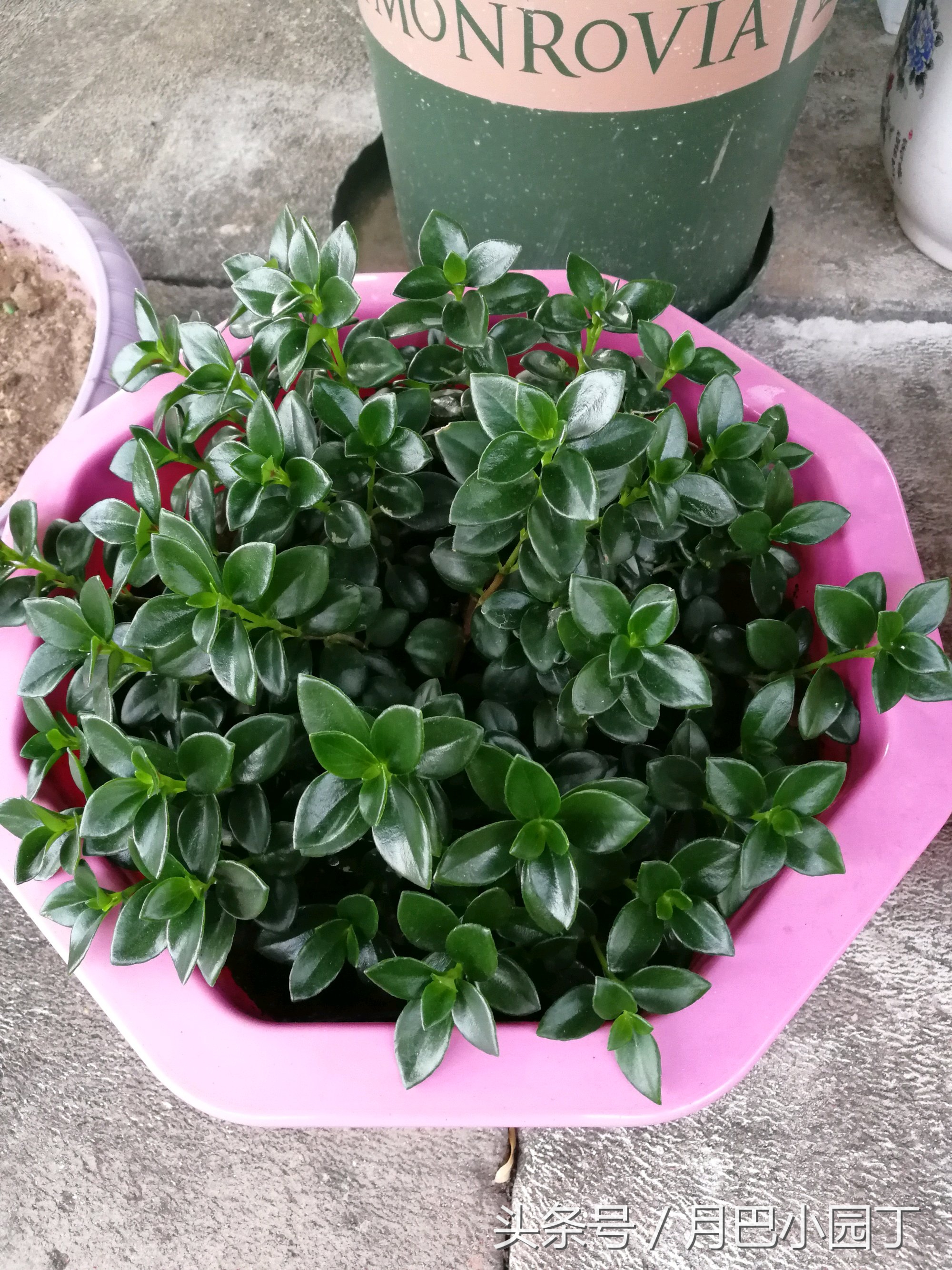 金鱼吊兰正确养法爆盆最快,金鱼吊兰几月开花结实好养