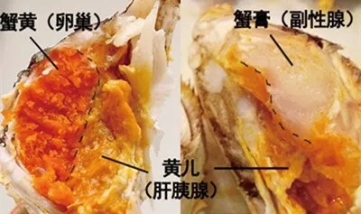 你爱吃的蟹黄蟹膏其实是螃蟹的……生殖器官