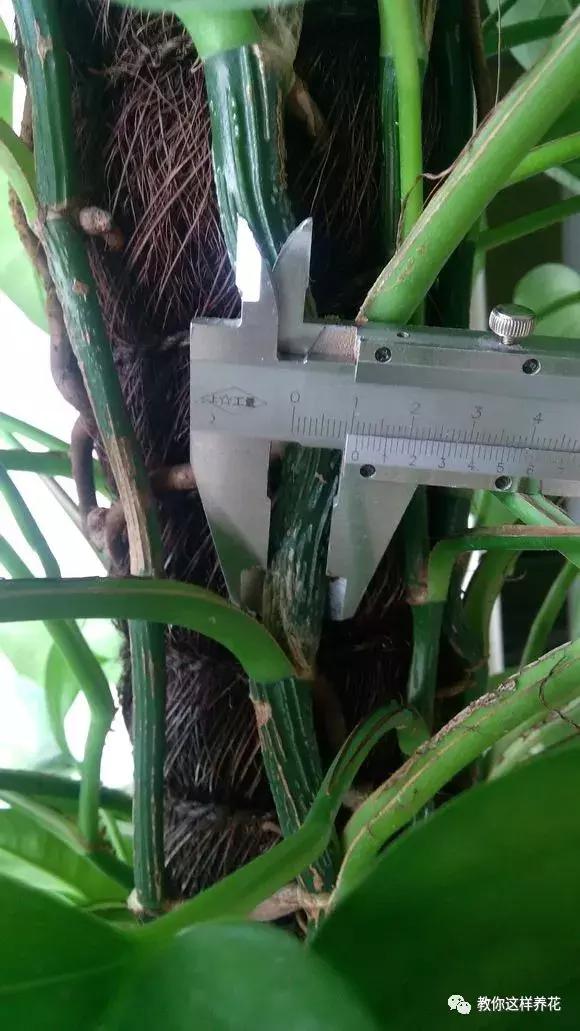 塑料瓶加点树皮，垒起来养成了绿萝树，发疯猛长叶宽20厘米！