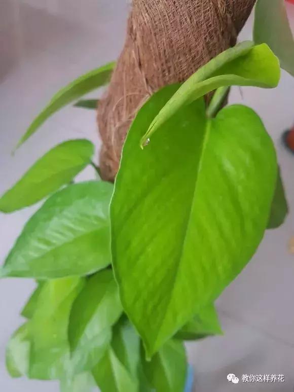 塑料瓶加点树皮，垒起来养成了绿萝树，发疯猛长叶宽20厘米！
