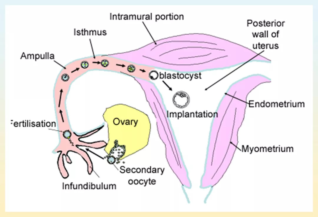 打hpv针需要注意什么,打hpv针有什么注意事项