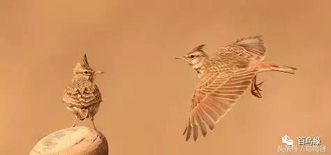 老野历程一路走来的胡说八道汇总