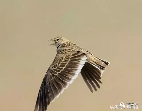 老野历史,老野是怎么火的