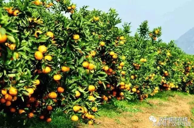 一起去城固吃桔子,还有大型活动,快来看看!