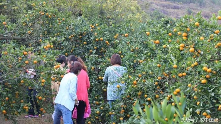 一起去城固吃桔子,还有大型活动,快来看看!