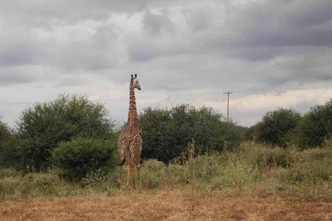 肯尼亚│我没有错过非洲，错过动物大迁徙