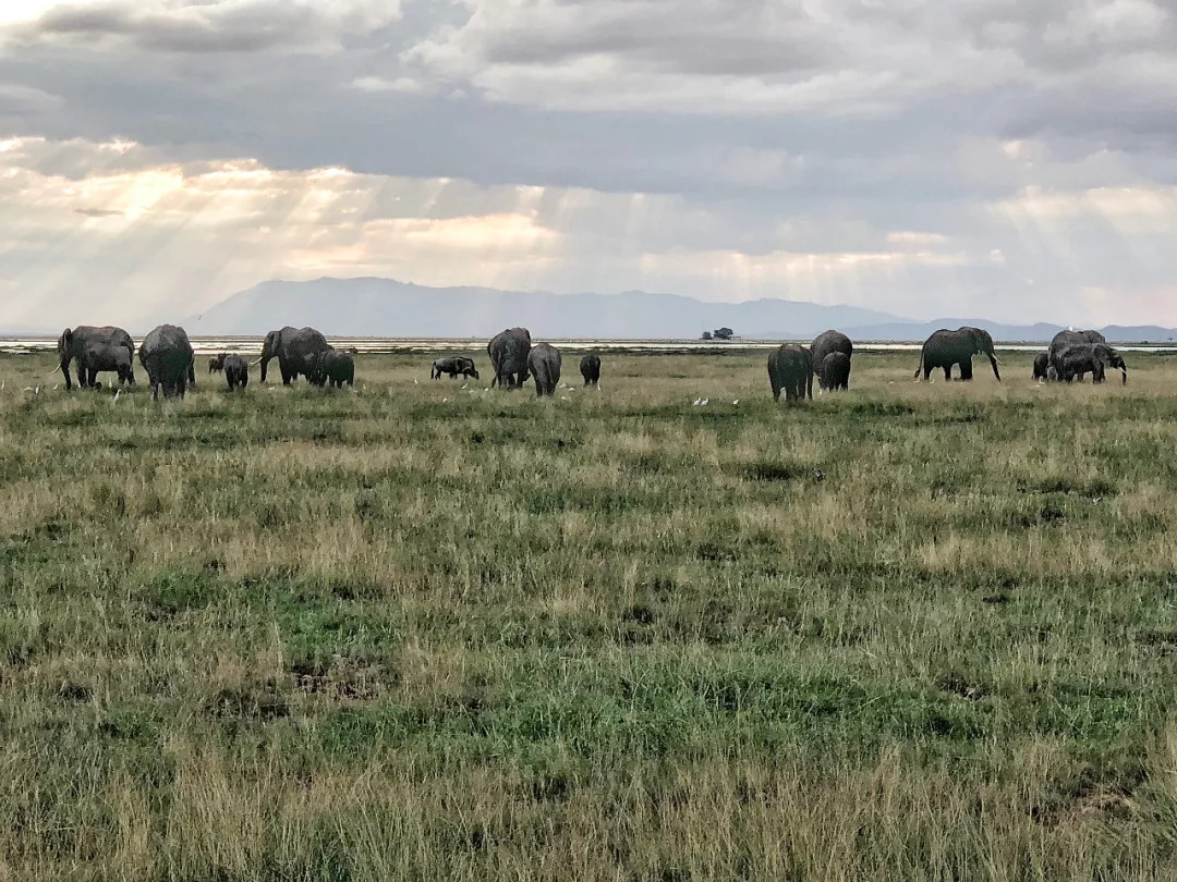 肯尼亚│我没有错过非洲，错过动物大迁徙