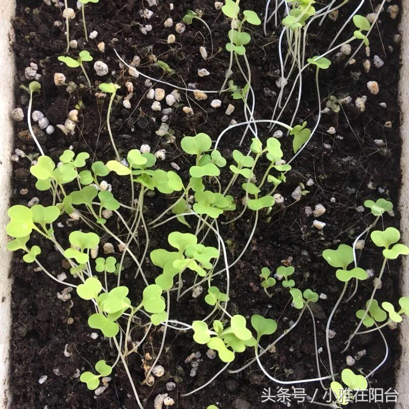 自己种菜如何让菜长得快,种菜小妙招简单长势好