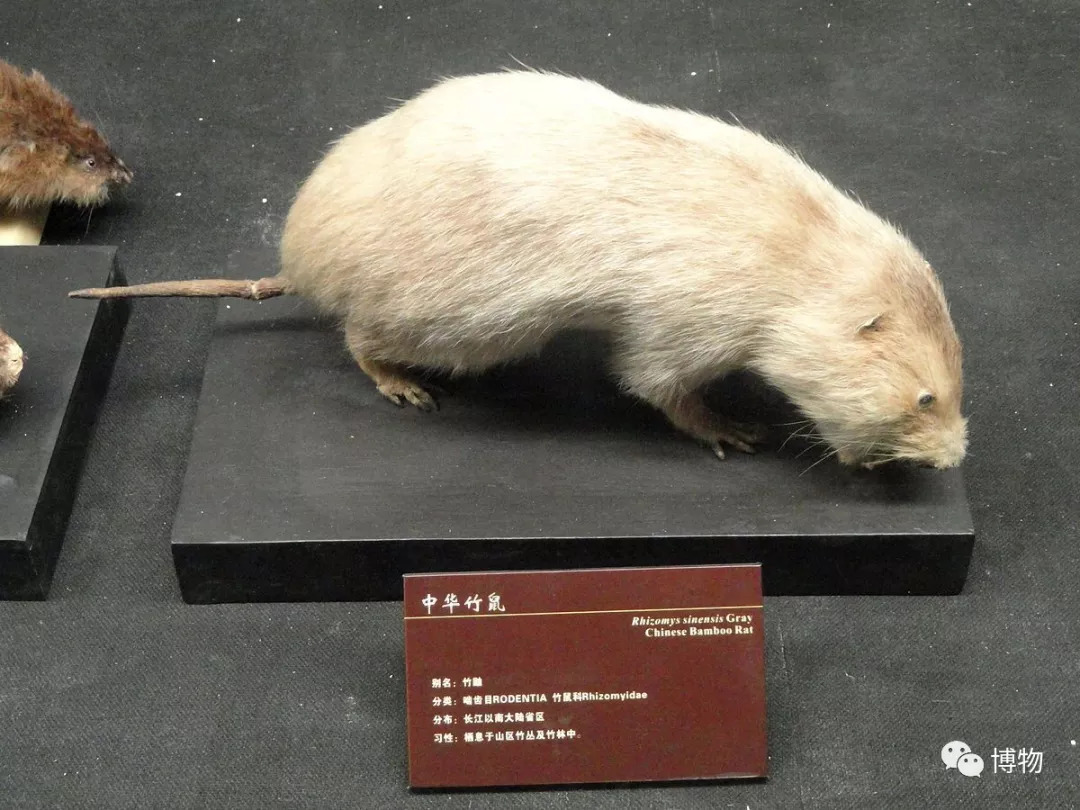 华农兄弟的竹鼠为什么总是中暑,竹鼠中暑有什么表现