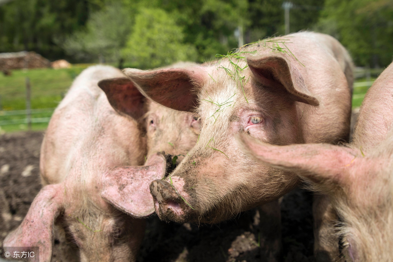 母猪保健预防用药方案推荐,母猪保健药添加时间及用量