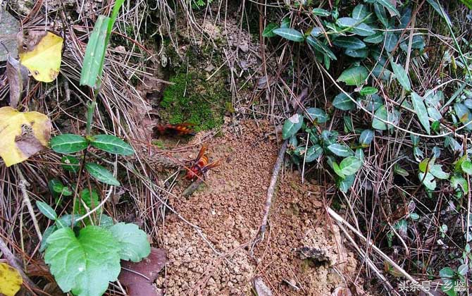 虎头蜂为什么怕毒蜂,农村最毒的蜂