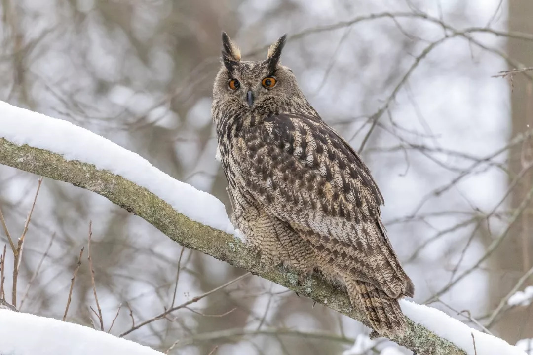 腾讯天天德州棋牌,天天德州扑克为什么不能下载