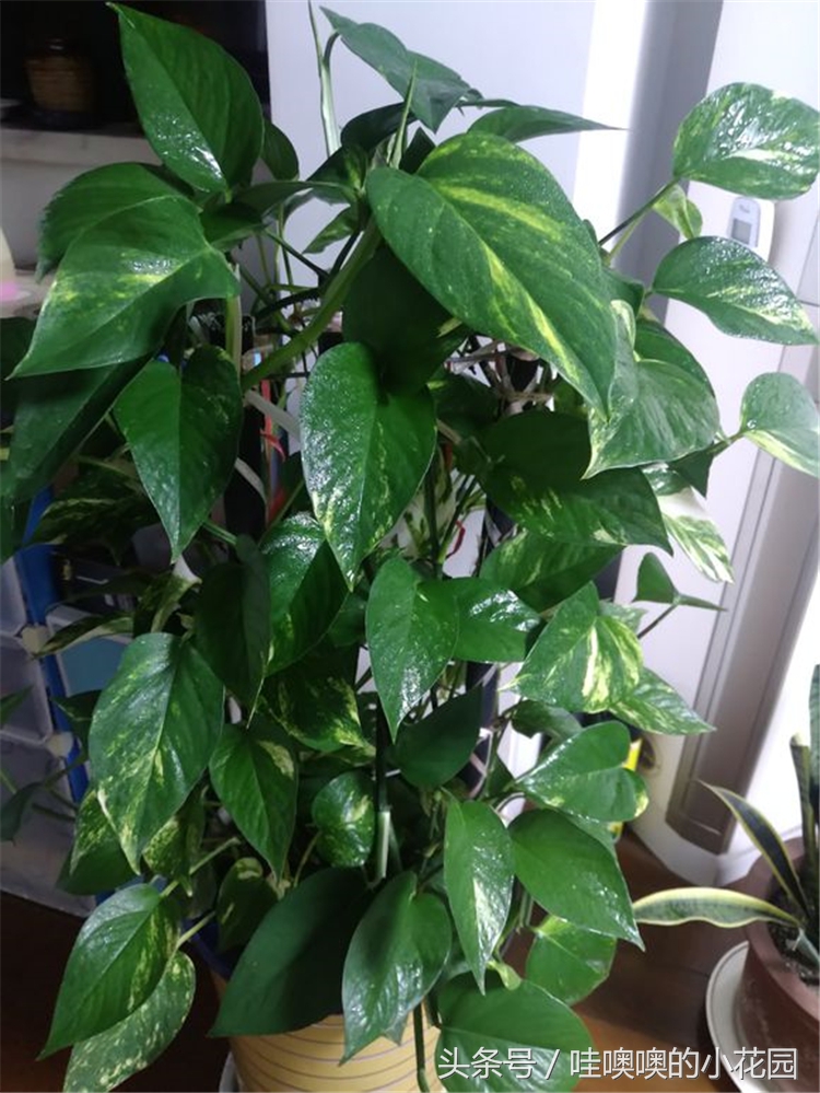 绿萝树叶子发黄耷拉,绿萝叶子与枝条发黄还能缓过来吗
