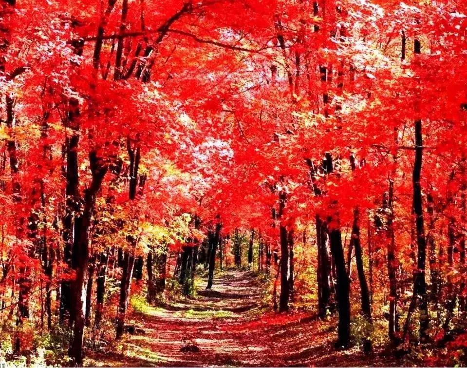 国内最美的十大海滨城市,国内最撩人的20个金秋童话