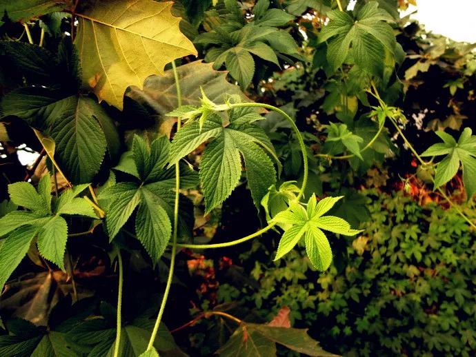 从入秋开始鼻炎就犯了怎么治,一到秋冬天就犯鼻炎是怎么引起的