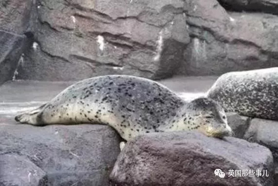 没有干劲的废柴海豹，只要心中有床，在哪里都可以豹睡个爽啊……