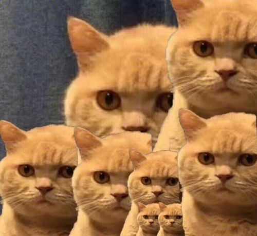 猫咪喜欢和你睡的6个原因,猫喜欢和你一起睡