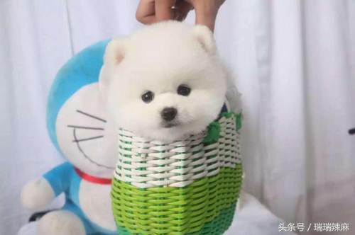 比熊狗狗得了皮肤病怎么治啊,比熊幼犬皮肤病如何快速治疗