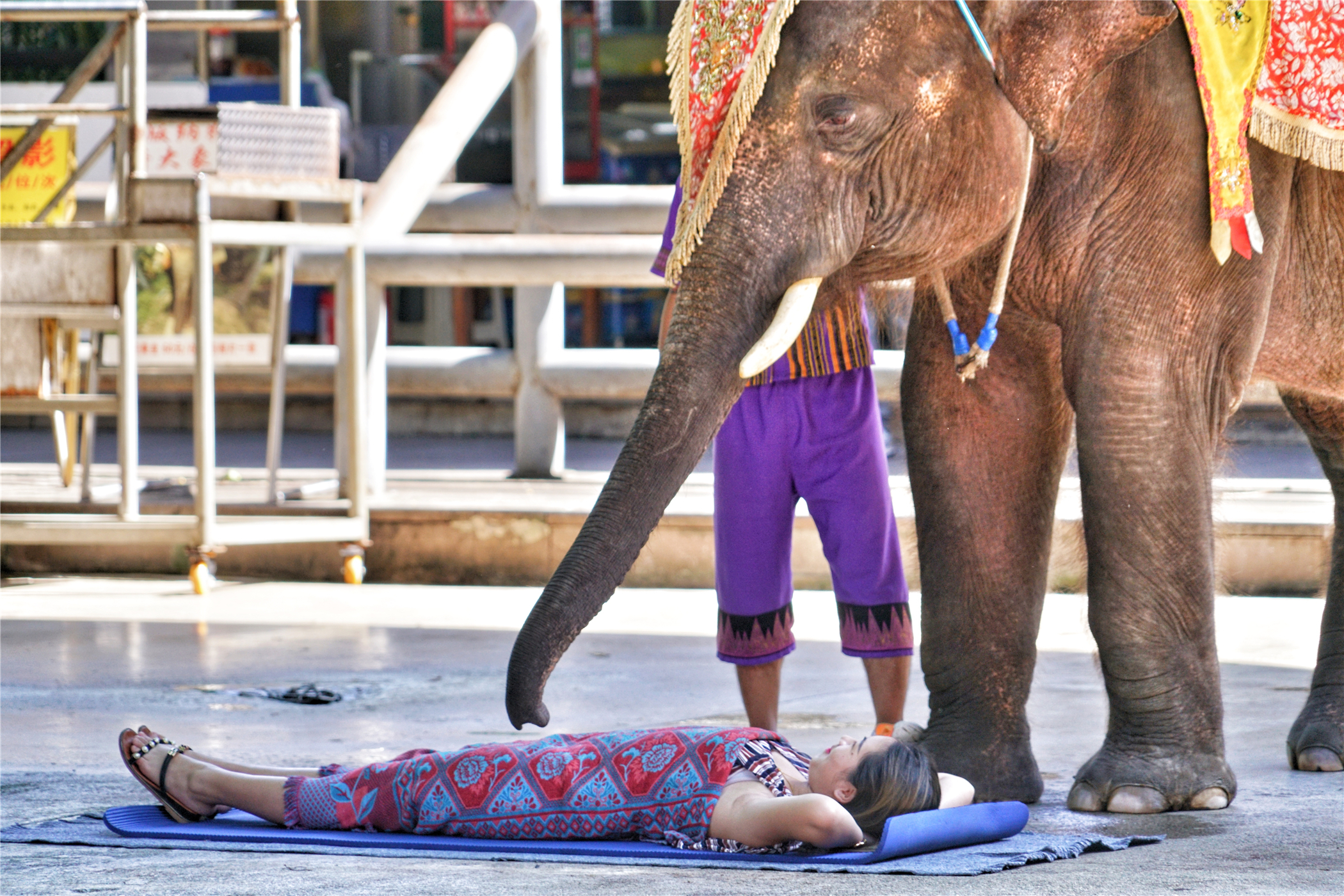 西双版纳曼听御花园景区,西双版纳美丽的曼听御花园