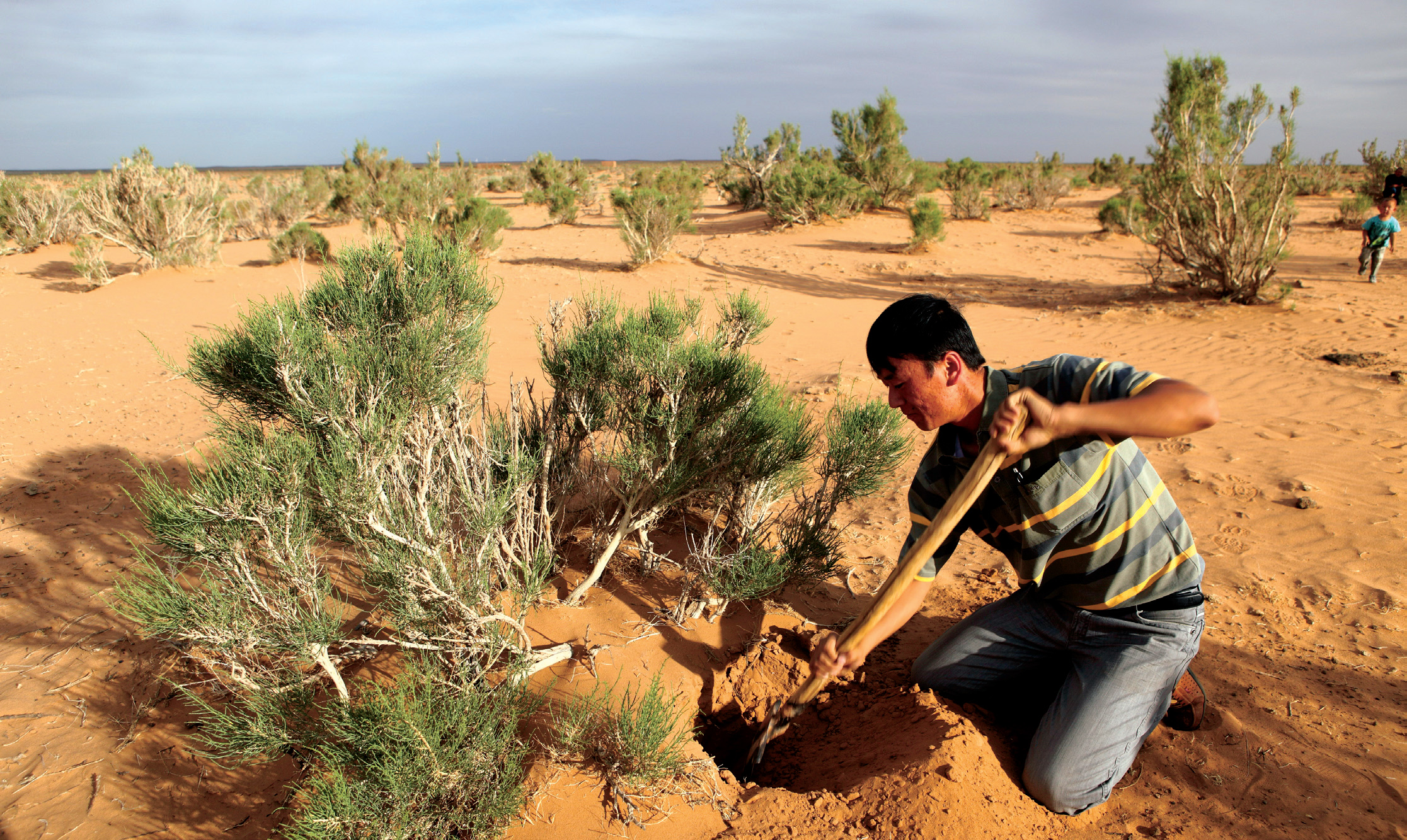 沙漠人参肉苁蓉对身体有啥好处,沙漠人参肉苁蓉吃了有什么功效