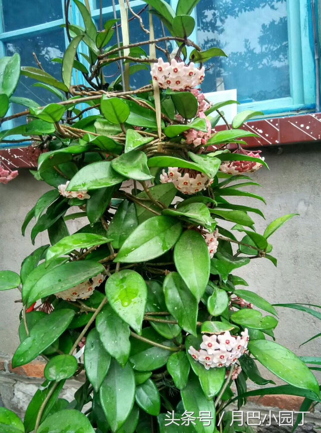 养球兰的小诀窍每年都能开满花,球兰室内怎么养护才能开花多