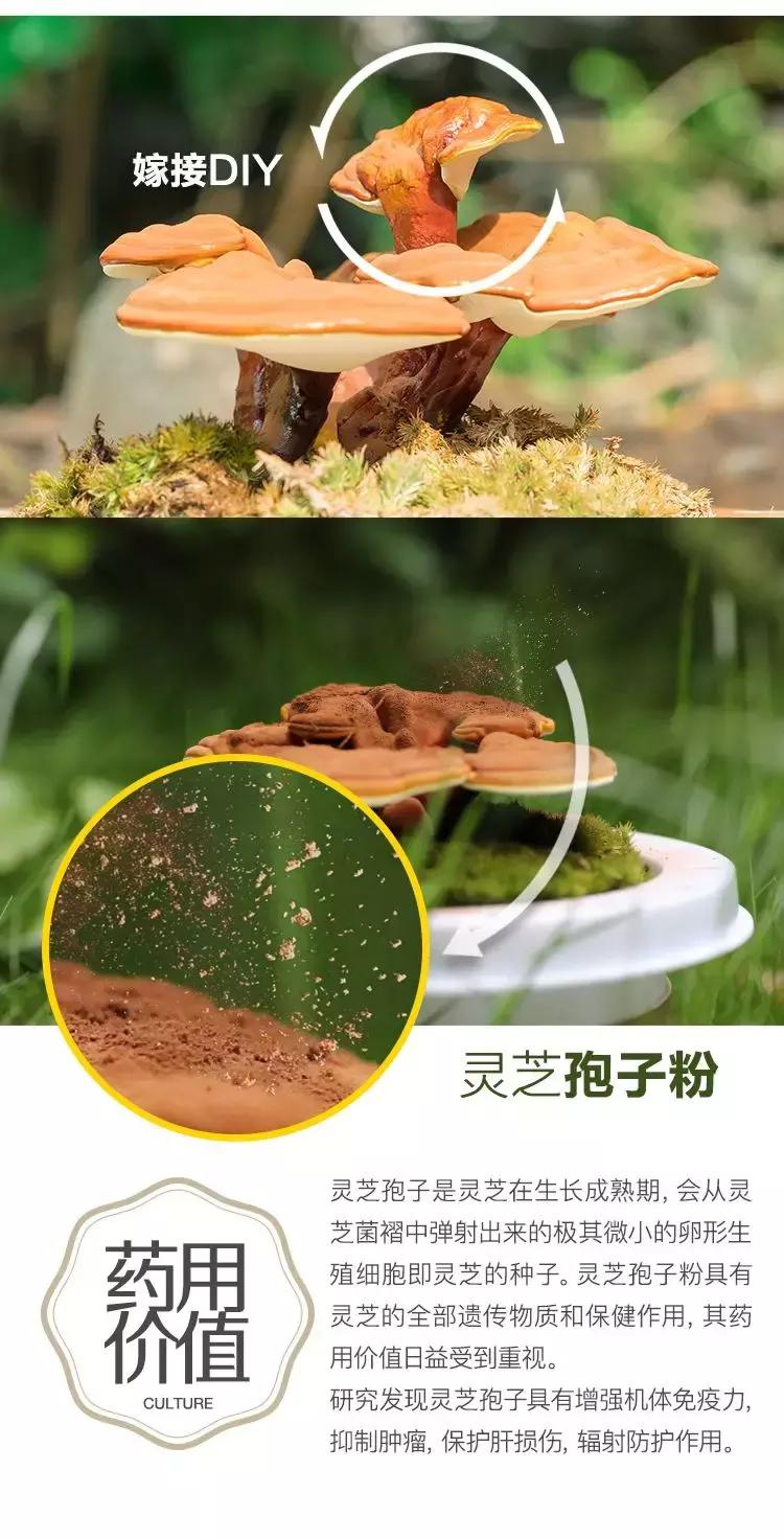 悦木之源菌菇水分清爽和滋润吗,悦木之源菌菇水好吃吗