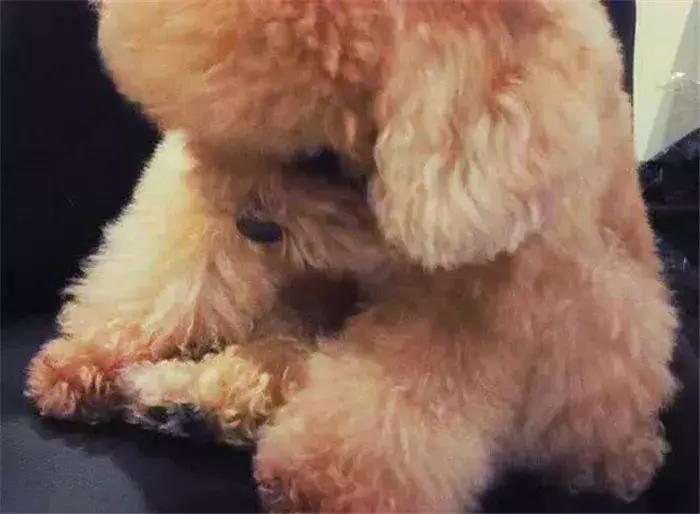 泰迪被主人凶后的表现,泰迪被主人罚站