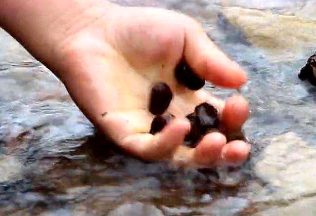 路边捡到的像是板栗一样的果子,路边捡的像栗子一样的果子