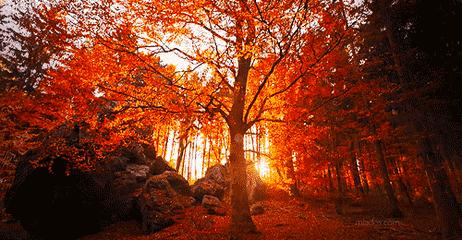 后厨电视剧土豆炖牛肉,后厨炖牛肉