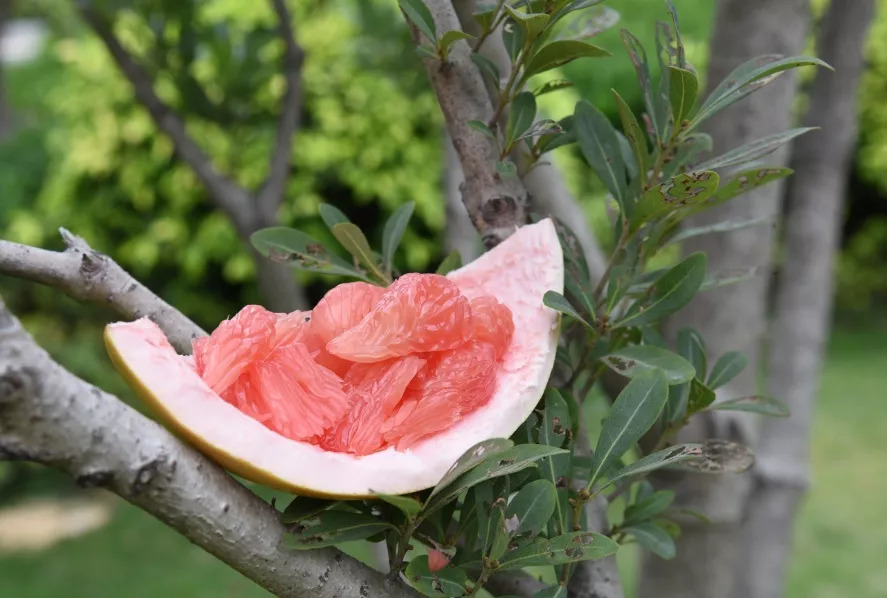 甜蜜时令柚子礼盒,甜蜜柚礼盒