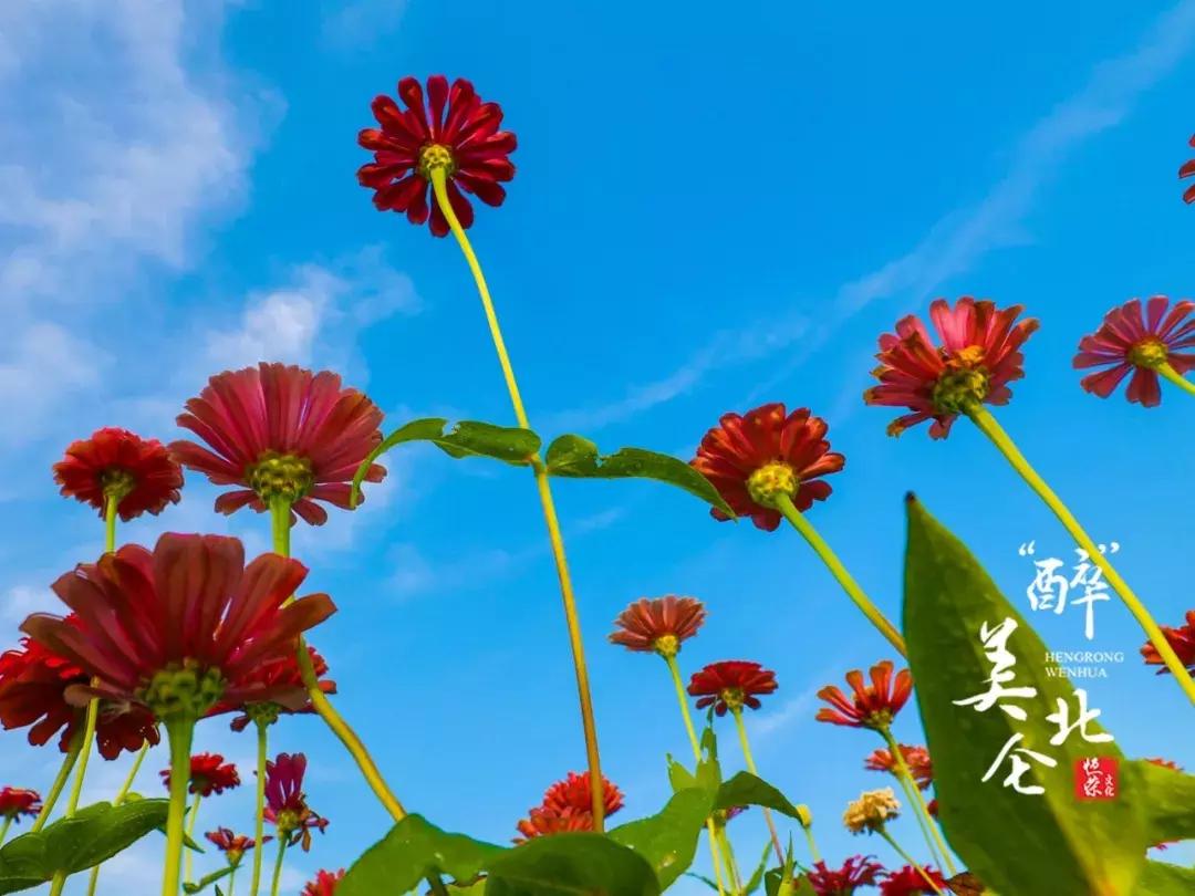 宁波花海网红打卡地,宁波镇海十七房花海