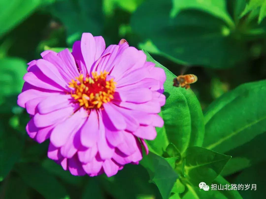 宁波花海网红打卡地,宁波镇海十七房花海