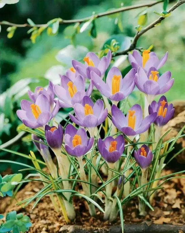 藏红花风水上在家里养好吗,藏红花生长习性