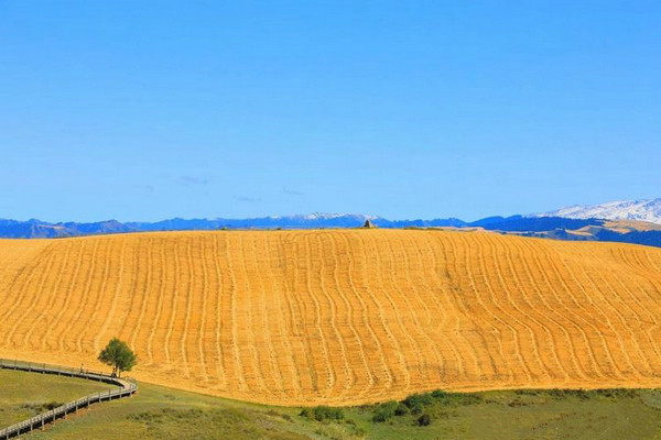 江布拉克的美景描述,风吹麦浪风景视频