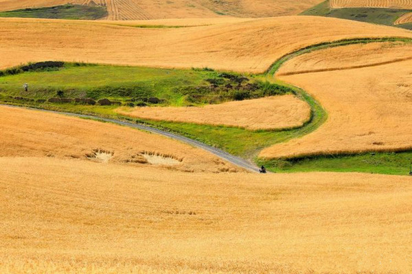 江布拉克的美景描述,风吹麦浪风景视频