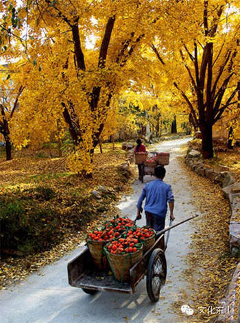 诗意东山｜花间小坐夕阳迟