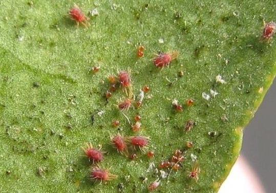 盘点世界上几种奇特的蜘蛛,蜘蛛为什么能把网织得这么好看