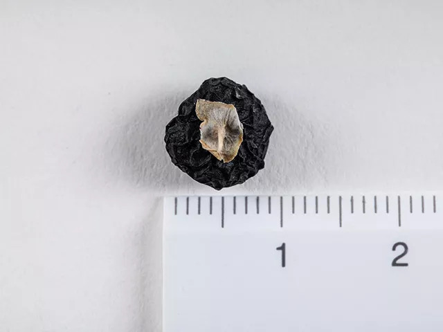 一条拼团｜柴达木野生黑枸杞，BOTANIST保湿牛奶身体乳