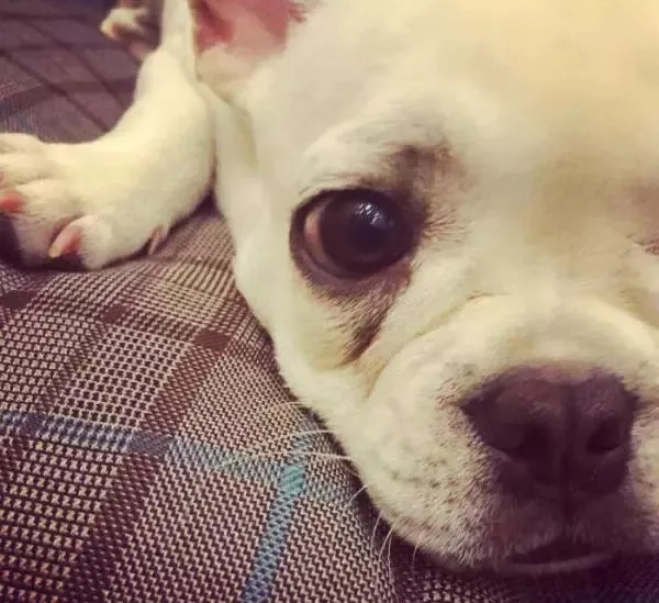 养狗必知的100条知识,24条养狗小知识都在这里了