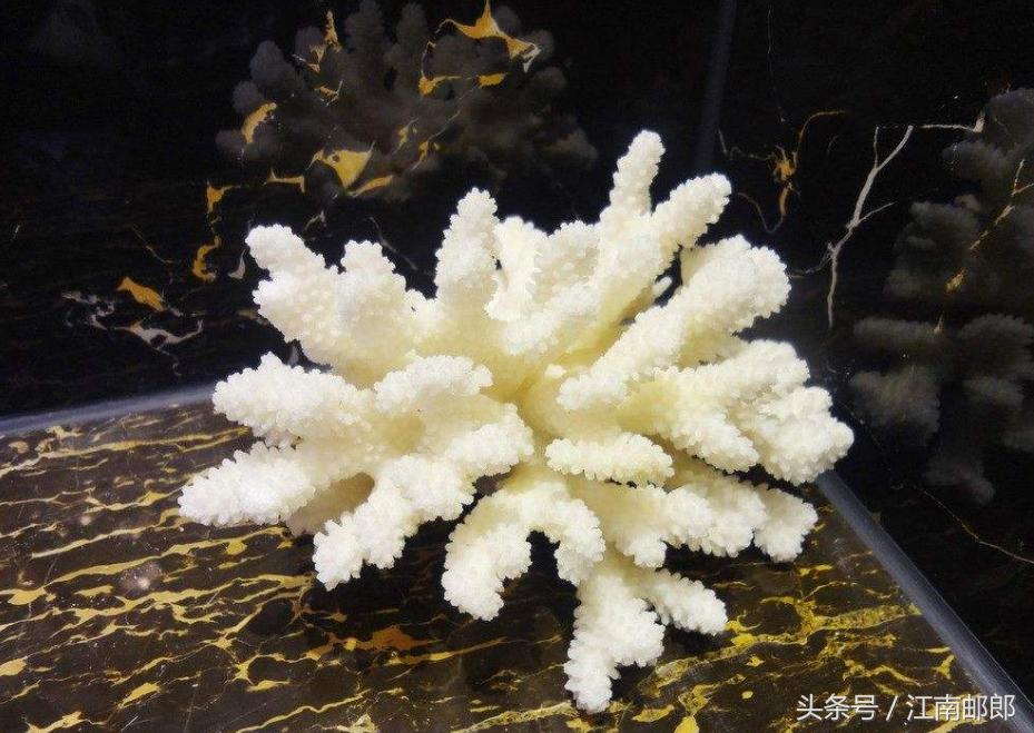 勇敢的姑娘大结局,开贝壳店