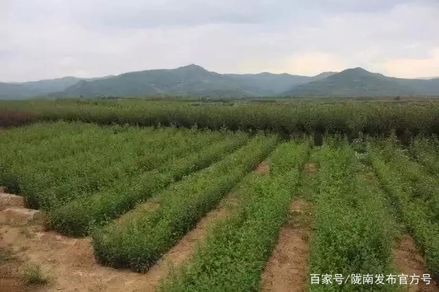 陇南市乡村振兴现状,乡村振兴乡村新变化