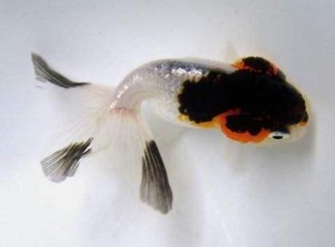 清朝正白旗旗人金鱼养殖心经:《虫鱼雅集》(下)