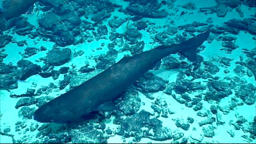 太平洋深海2000米的神秘生物,太平洋1000多米深的海底生物