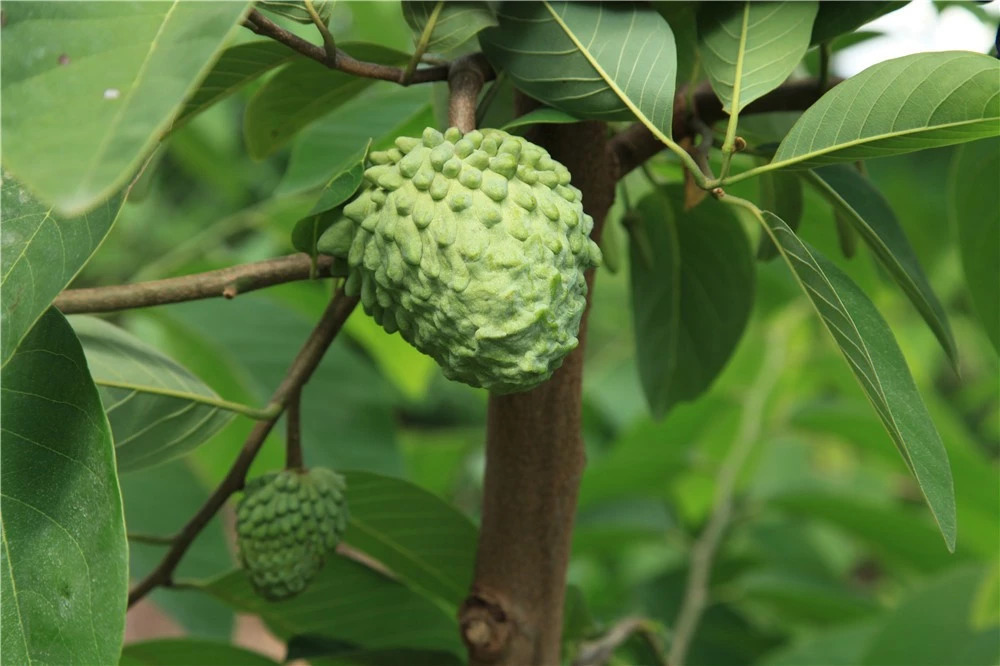 热门产业伤心事：软籽石榴的价格居然会低到2.5元一斤