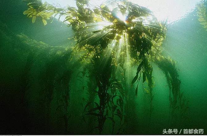 海藻怎么吃效果最好,海藻怎么吃最合理呢