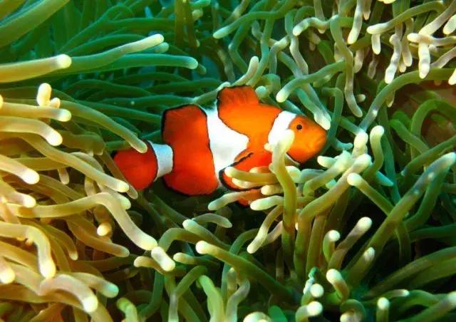 马来西亚沙巴度假海岛,马来西亚的沙巴