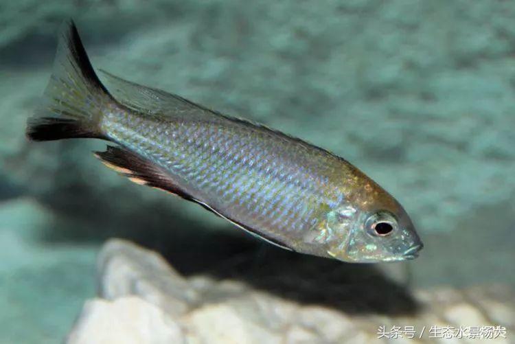 马拉维湖慈鲷口孵品种,马拉维湖岩栖慈鲷