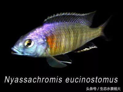 马拉维湖慈鲷口孵品种,马拉维湖岩栖慈鲷